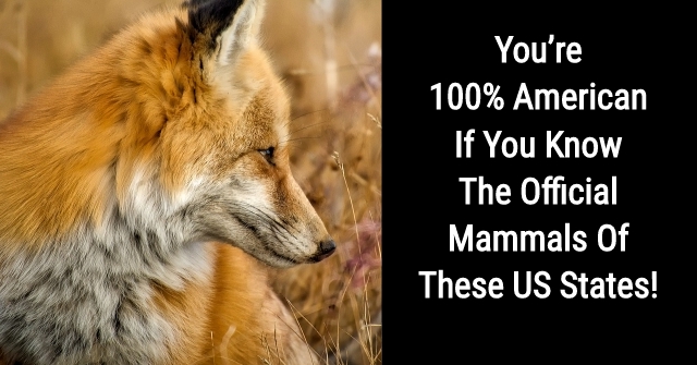 You’re 100% American If You Know The Official Mammals Of These US States!